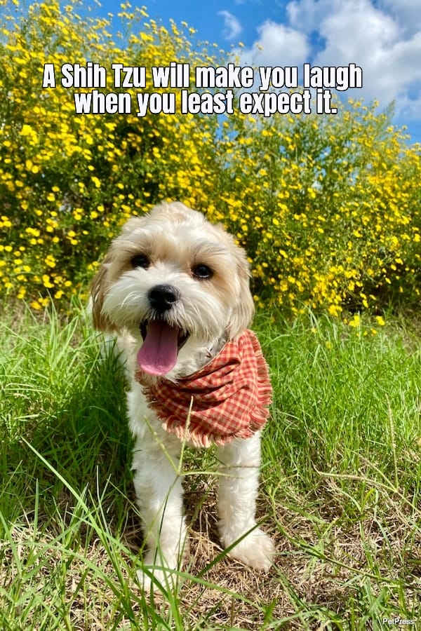 a-shih-tzu-will-make-you-laugh-when-you-least-expect-it-182597-1