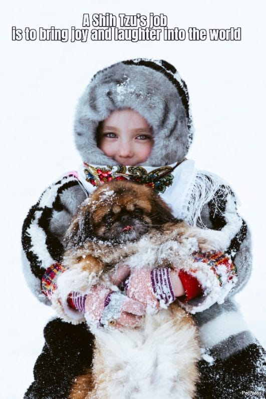 10 Uplifting Shih Tzu Quotes That Will Make You Smile!
