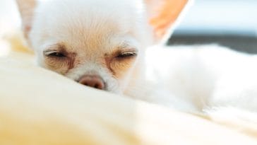 a-sleeping-dog-is-a-piece-of-contentment-182699-1