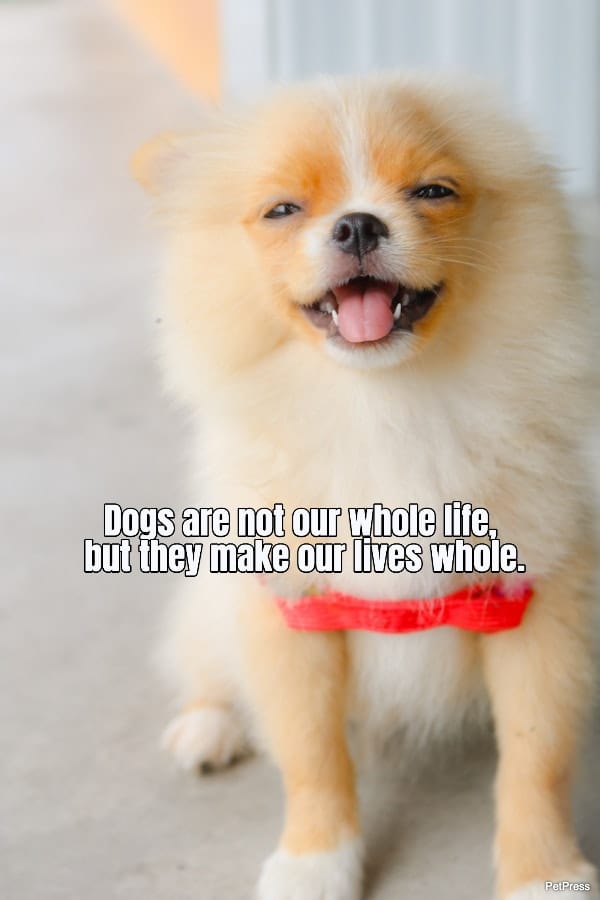 dogs-are-not-our-whole-life-but-they-make-our-lives-whole-182085-1