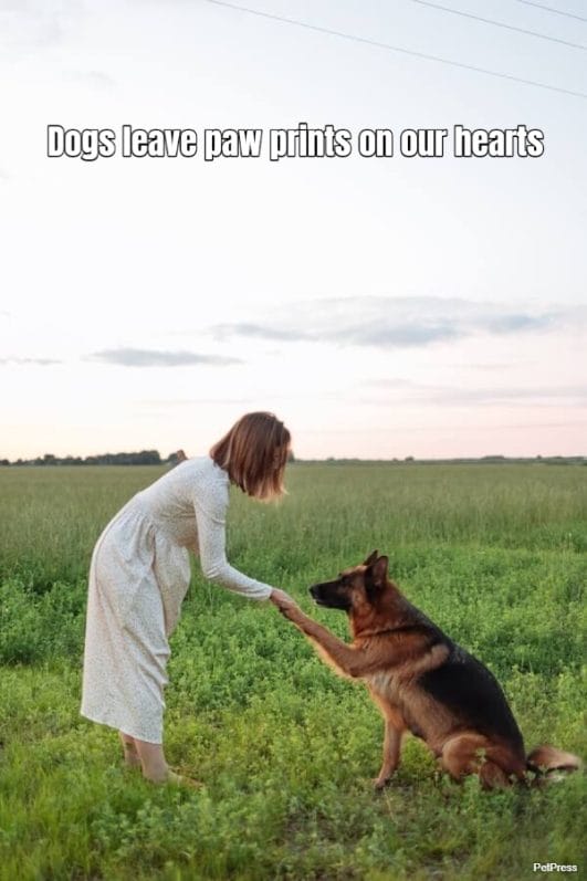 10+ Heartwarming Dog Mom Quotes