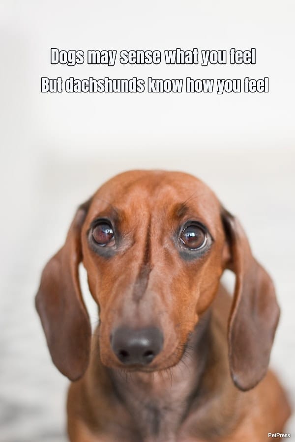 10 Cute Dachshund Quotes That Will Make You Smile