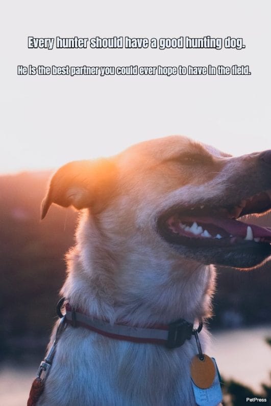 Celebrate Your Canine Friends 10+ Inspiring Hunting Dog Quotes