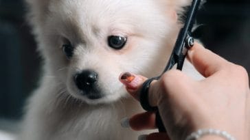 grooming-isnt-just-about-keeping-your-pup-looking-good-its-also-an-important-182387-1