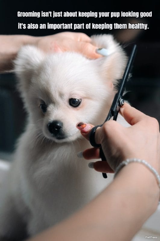 10 Uplifting Dog Grooming Quotes to Bring Out Your Pup's Best