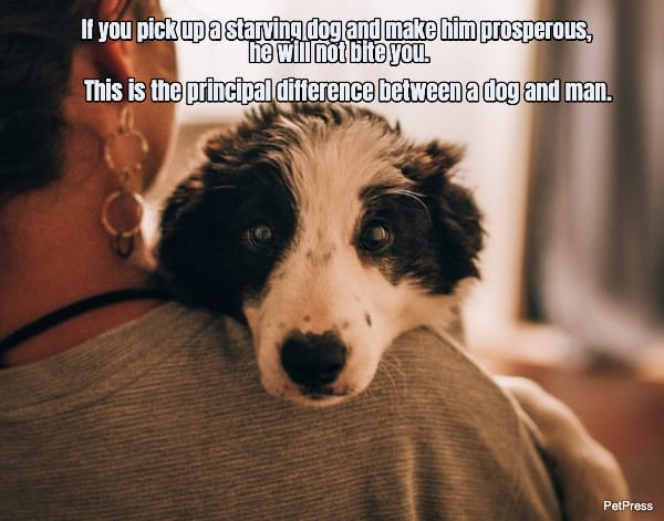 if-you-pick-up-a-starving-dog-and-make-him-prosperous-he-will-not-bite-you-this-is-182083-1