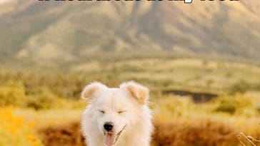 my-little-dog-a-heartbeat-at-my-feet-182186-1