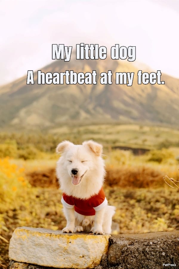 my-little-dog-a-heartbeat-at-my-feet-182186-1