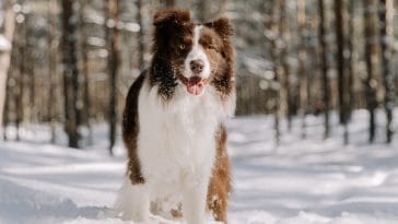 no-matter-how-old-and-grey-you-become-youll-always-be-a-puppy-in-my-heart-182017-1