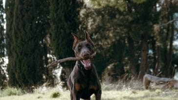 no-one-can-replace-a-doberman-in-my-heart-182483-1