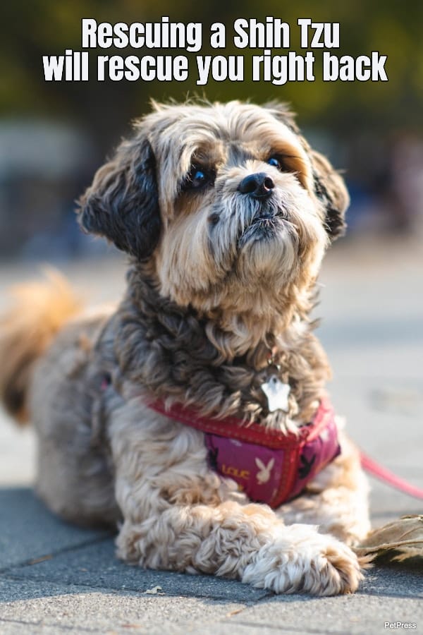 rescuing-a-shih-tzu-will-rescue-you-right-back-182595-1