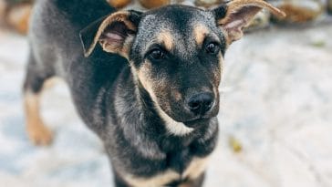 the-greatest-love-is-a-mothers-then-a-dogs-then-a-sweethearts-182318-1