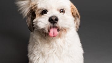 the-more-you-spoil-your-dog-the-less-they-will-bark-181979-1