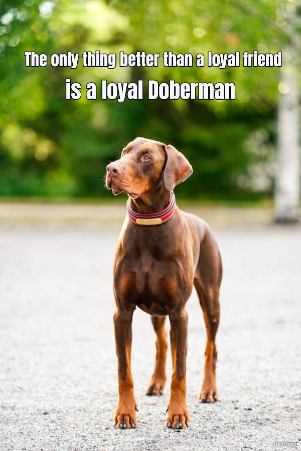 10 Heartwarming Doberman Quotes That Melt Your Heart