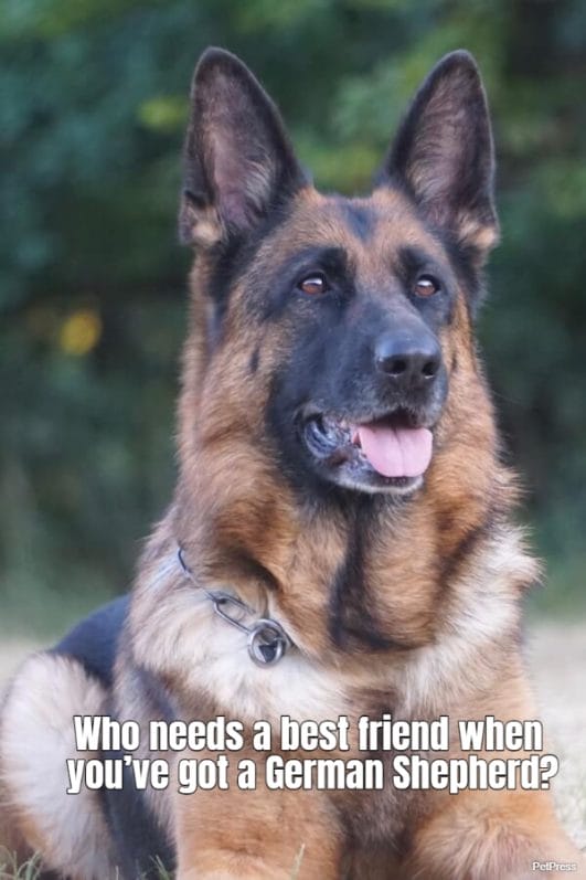 10 Best German Shepherd Quotes - Where Loyalty & Wit Combine!