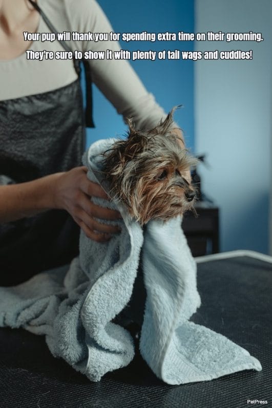 10 Uplifting Dog Grooming Quotes to Bring Out Your Pup's Best